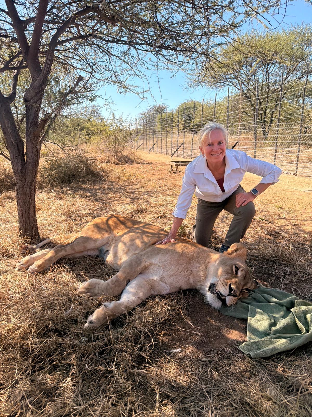 Christine Kay Davis - Volunteer posing with sedated lion