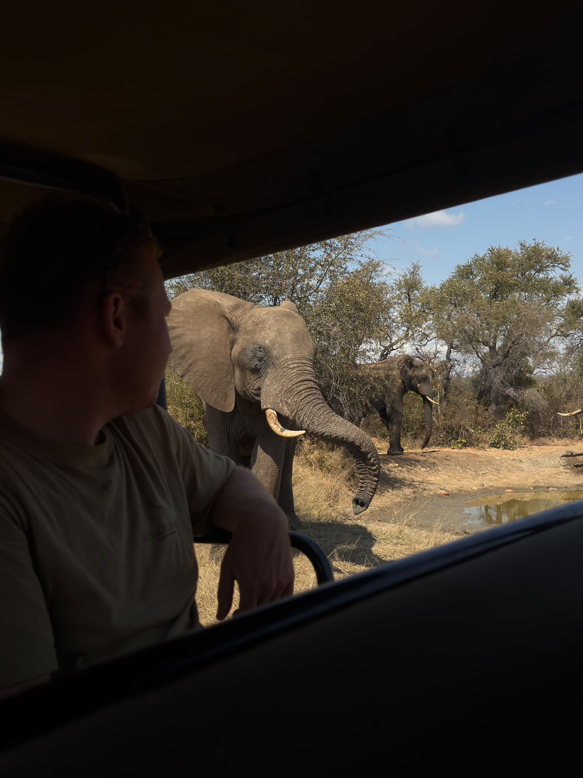 Elephant from Vikela Kruger - Kacey Connolly