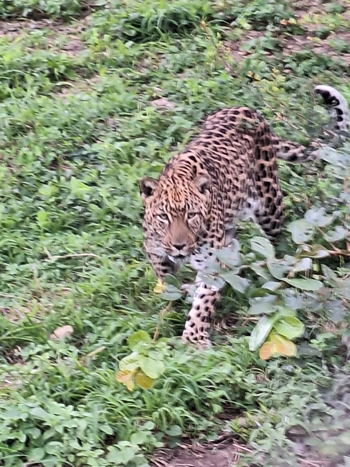 Leopard walking