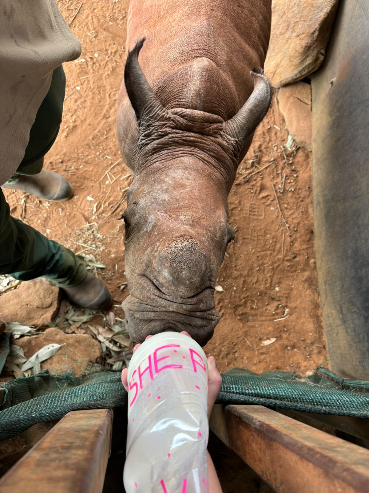 Bottle feeding a baby rhino at Golola Rhino Orphanage - Hanna Wenngren