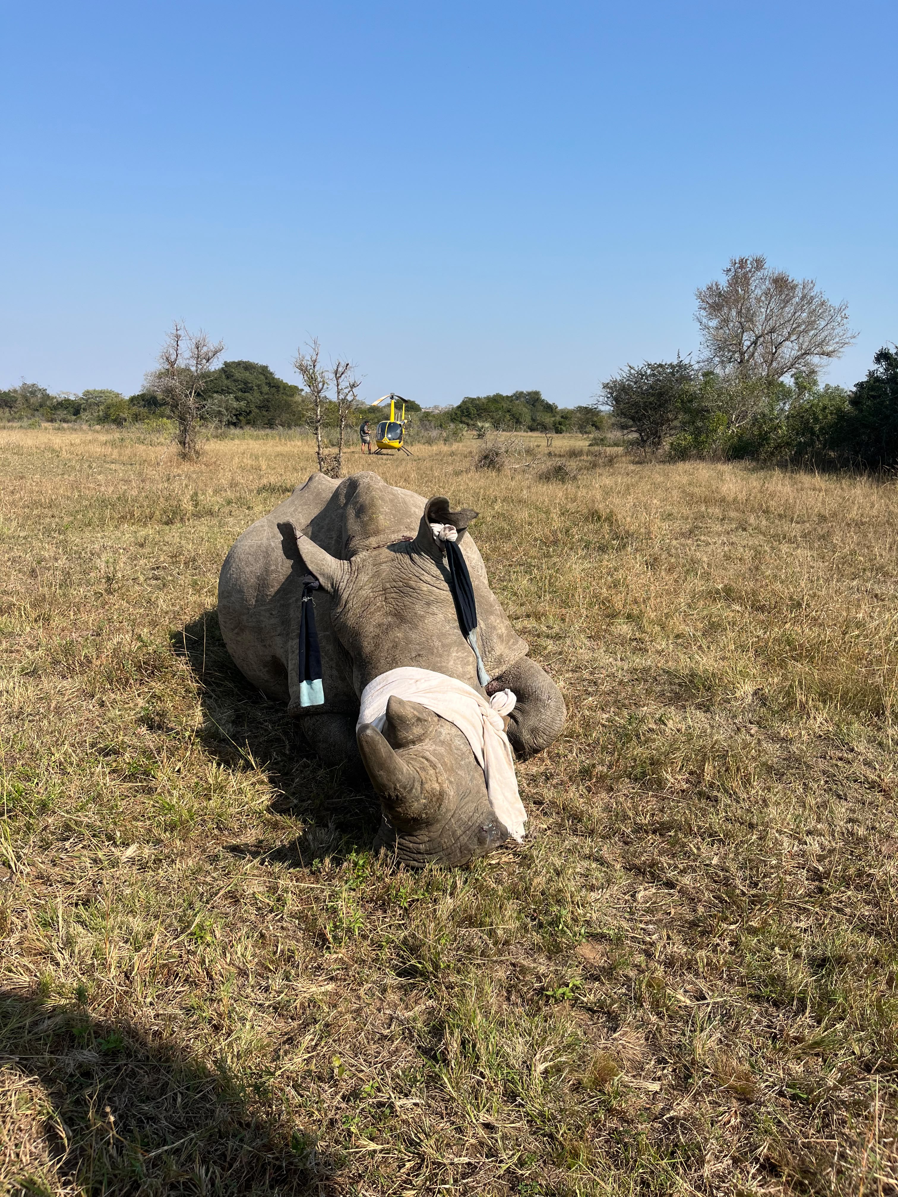 Rhino horn trim 