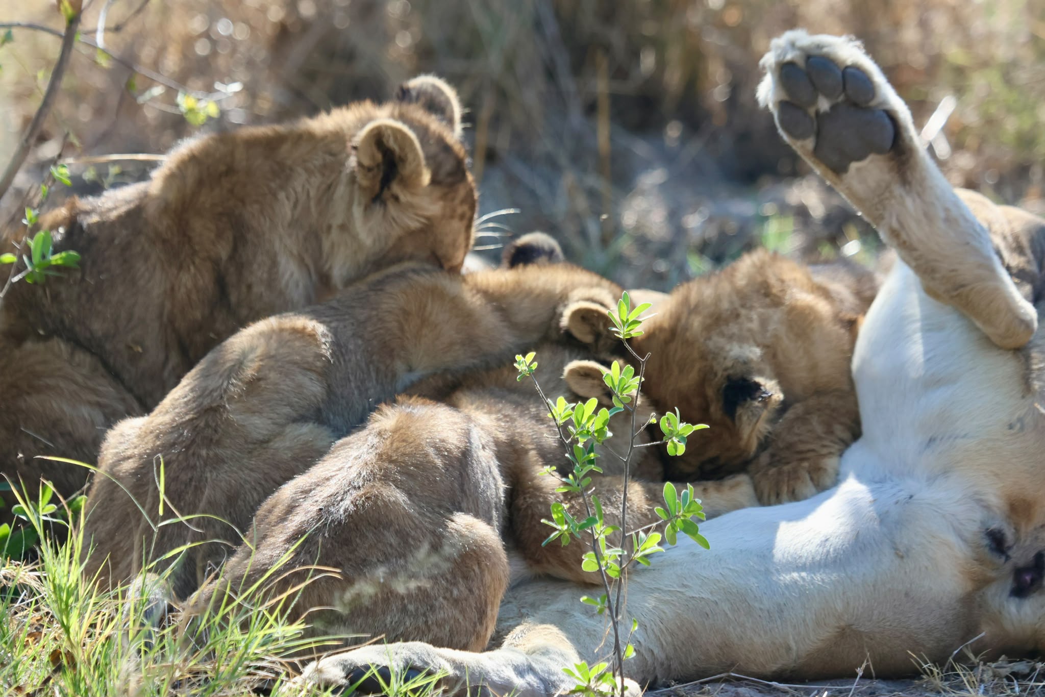 Giulia Polvara - Lion cubs feeding and playing with their mother