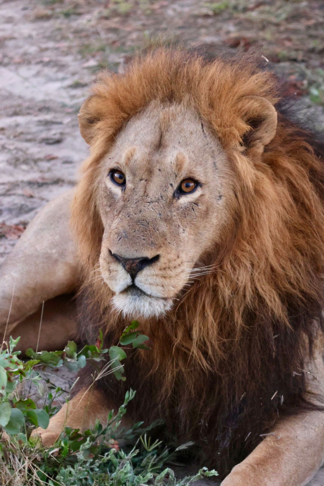 Giulia Polvara - Lion relaxing on the Okavango project