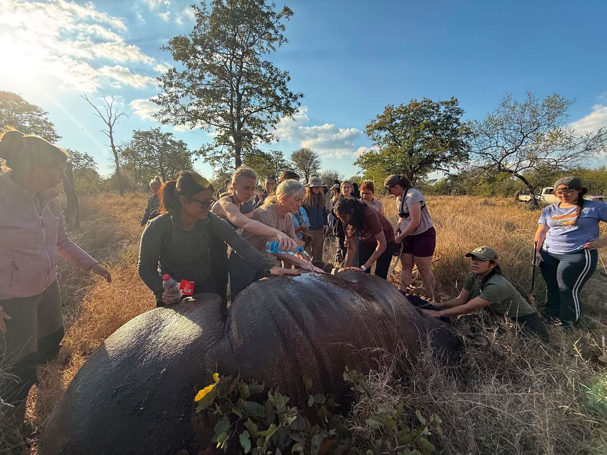 Rhino Sedated Working