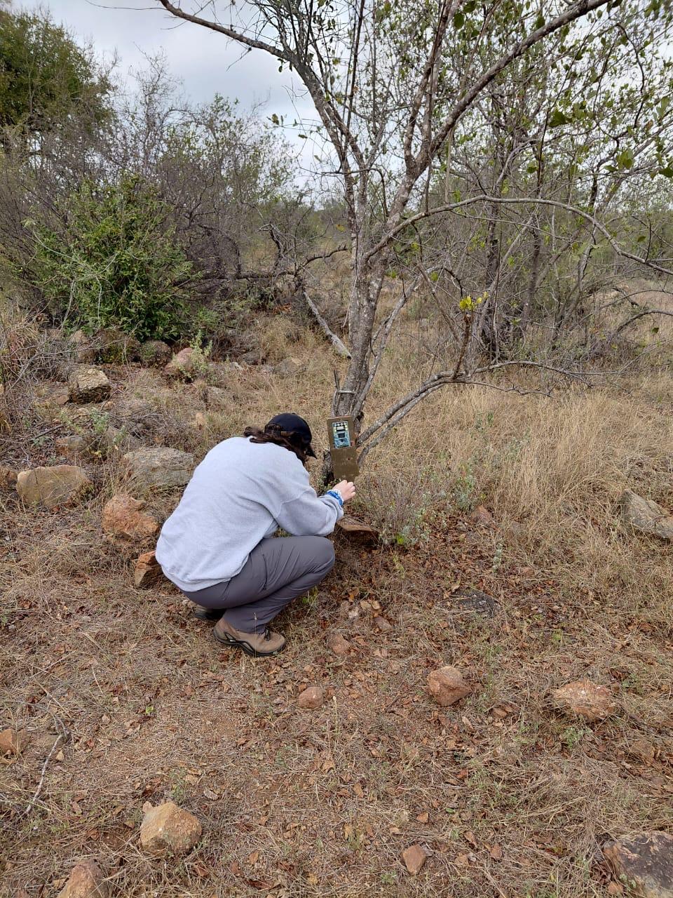 Reviewing camera trap tree