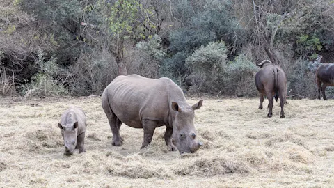 Rhino eating in the sanctuary