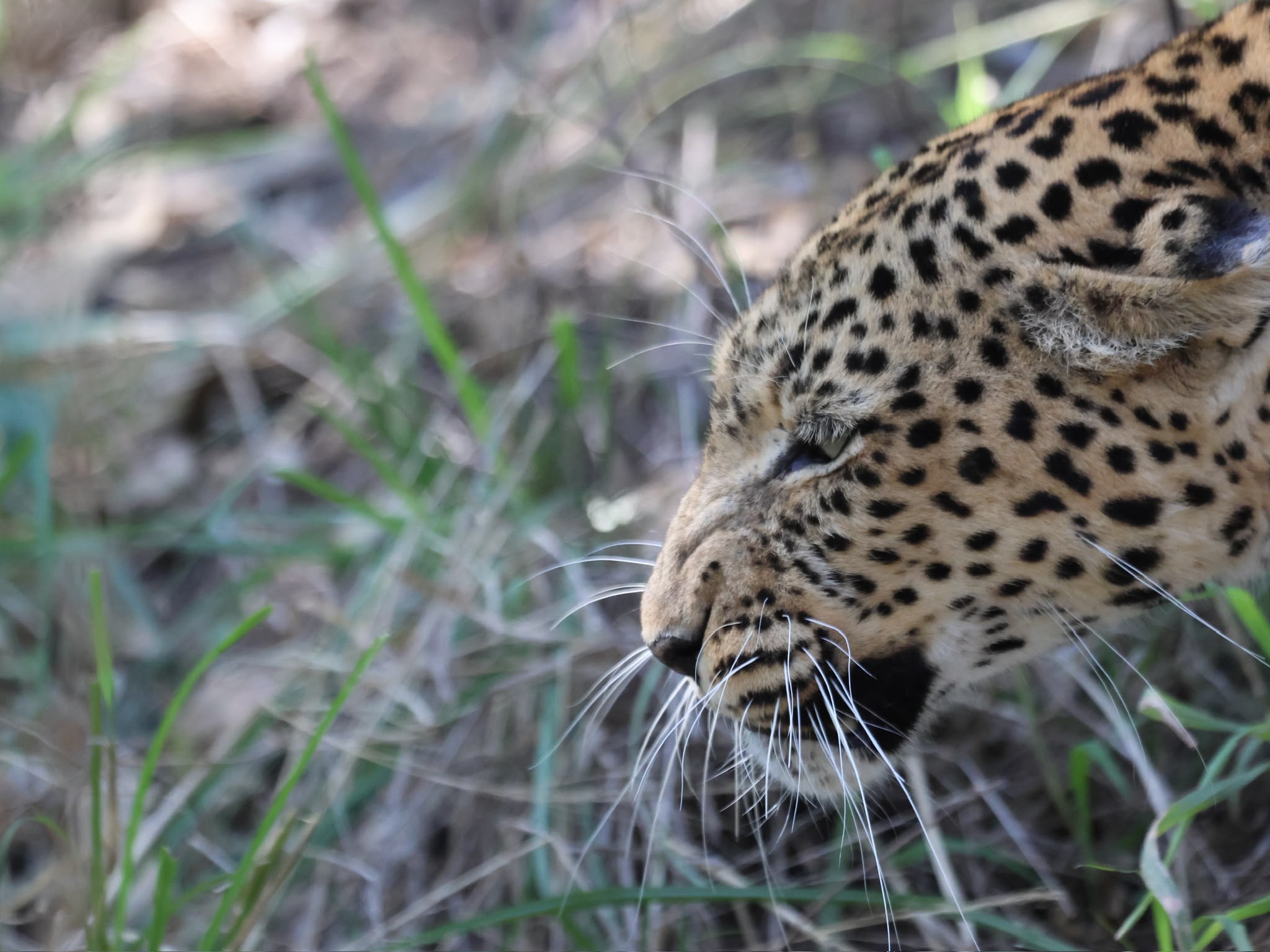 Giulia Polvara - Close-up of a leopard hunting in the bush