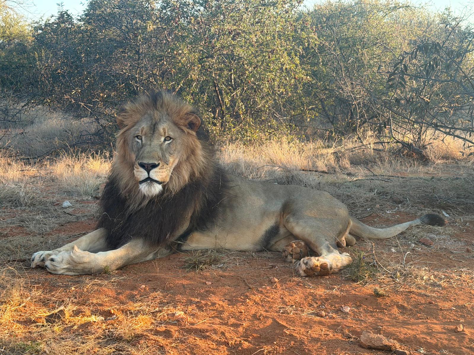 Christine Kay Davis - Lion relaxing
