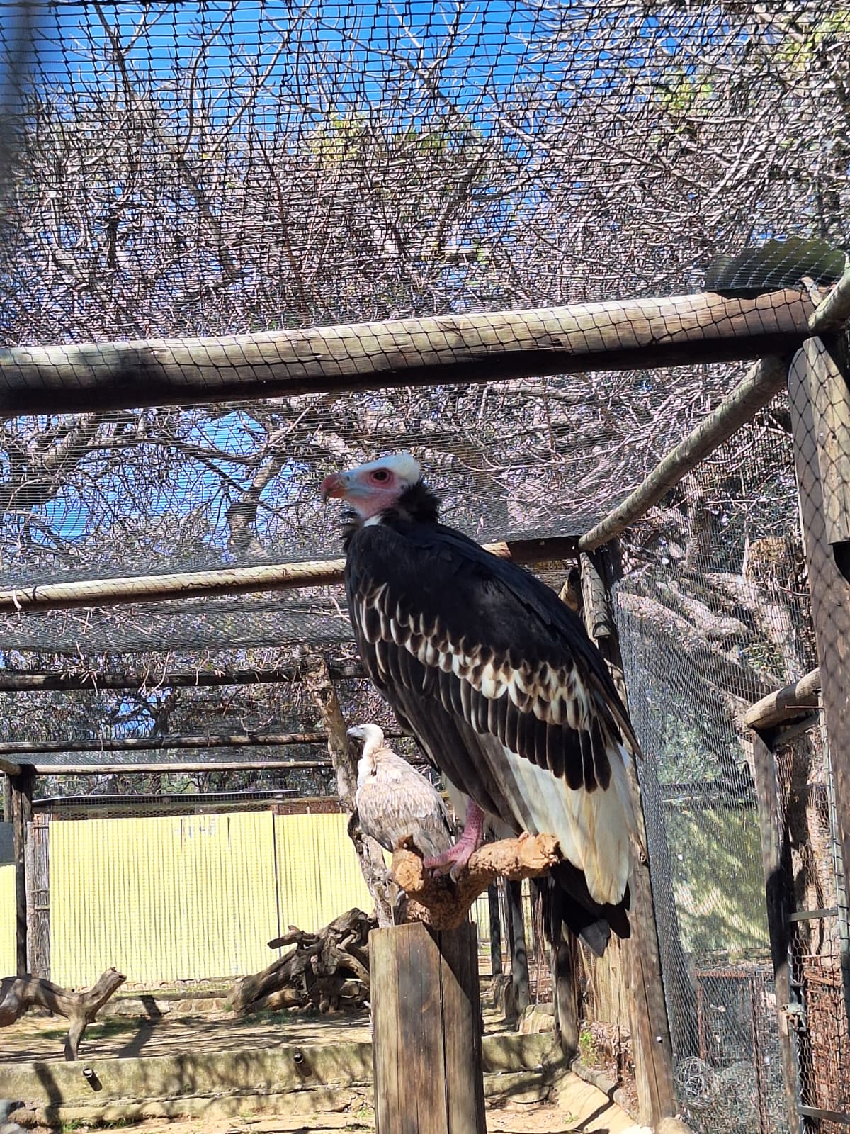Vulture resting 