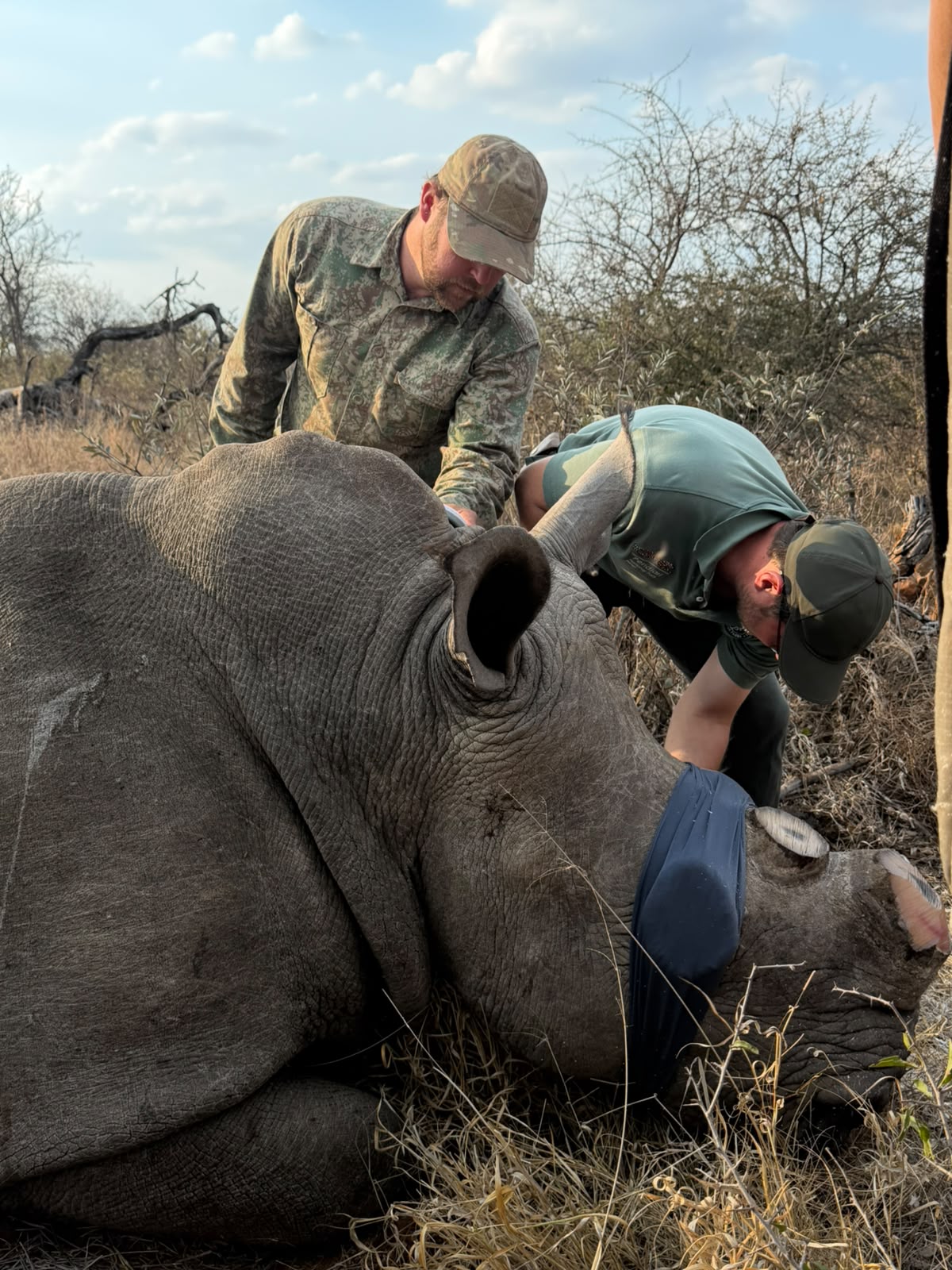 Rhino sedated for procedure on Vikela project - Kacey Connolly