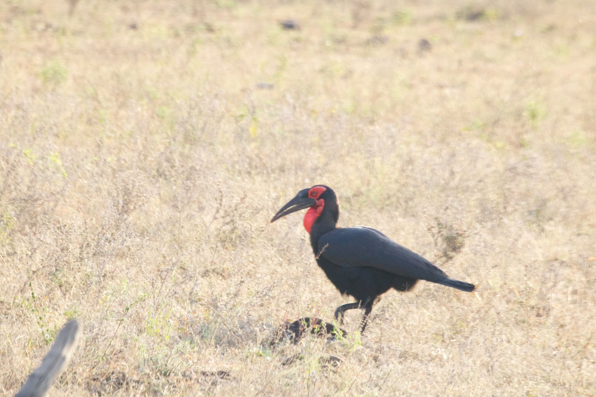 Southern Ground Hornbill bird walking in the bush - Shaan Purohit