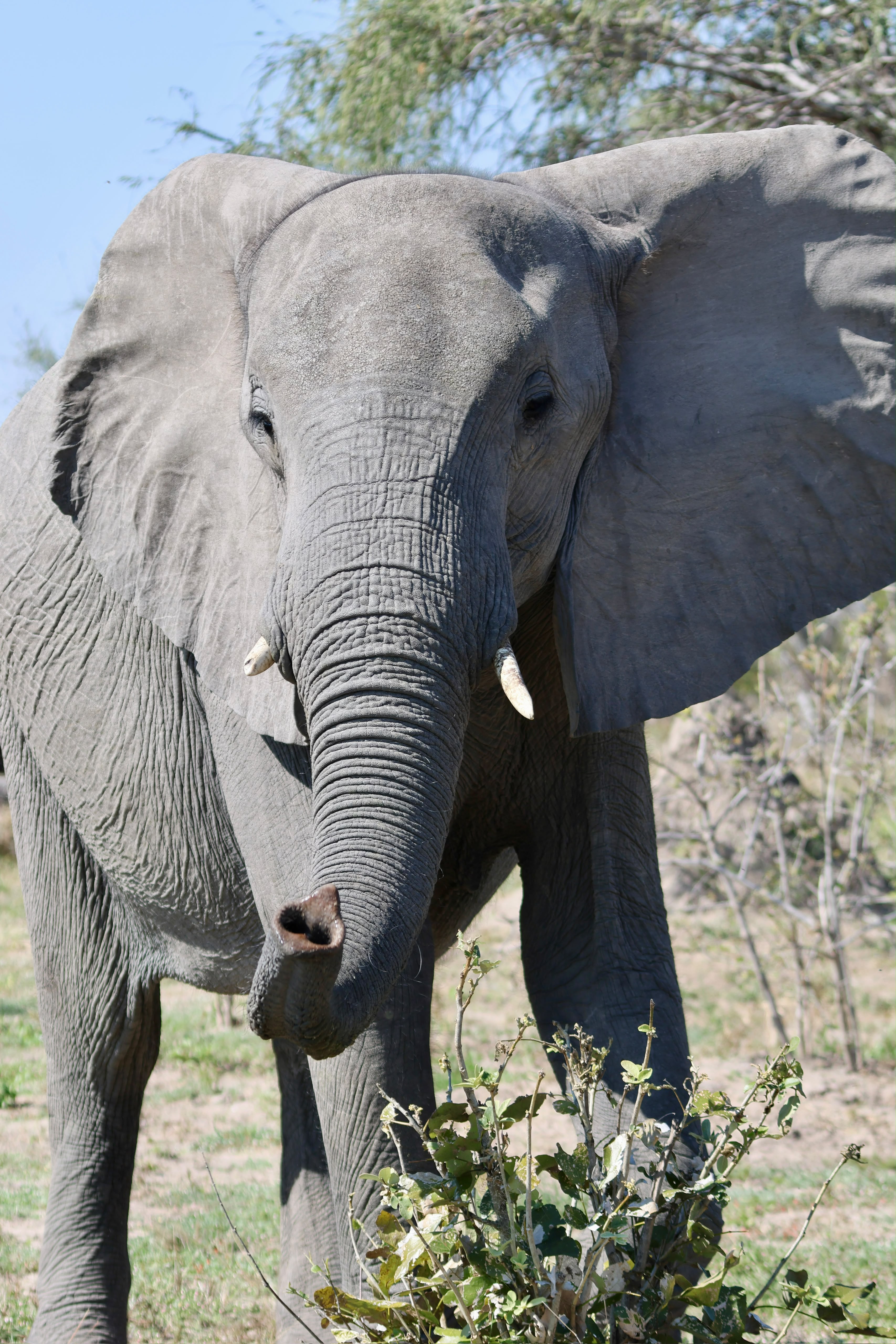 Giulia Polvara - Elephant in the Okavango