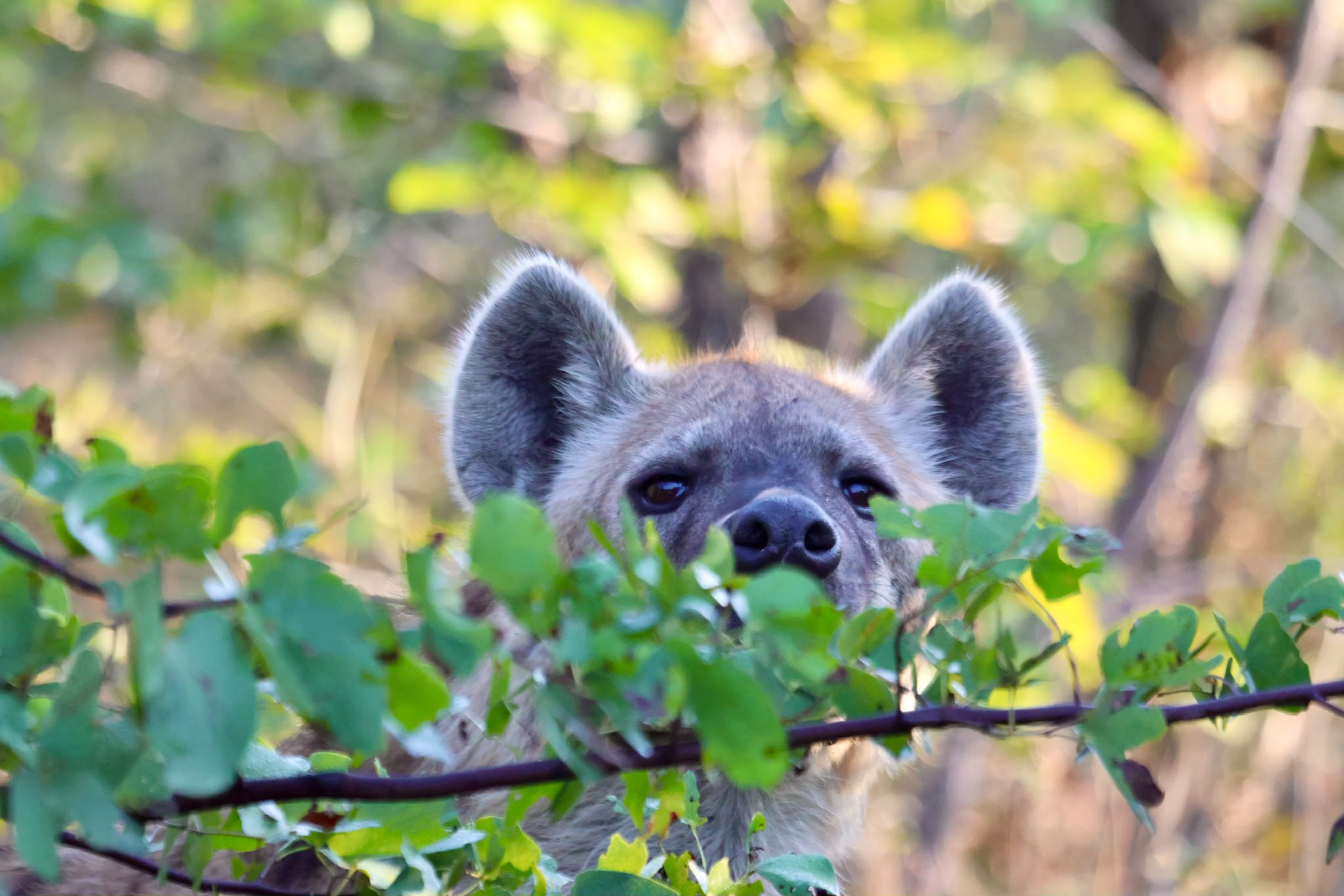 Giulia Polvara - Hyena hiding in the bush in Botswana