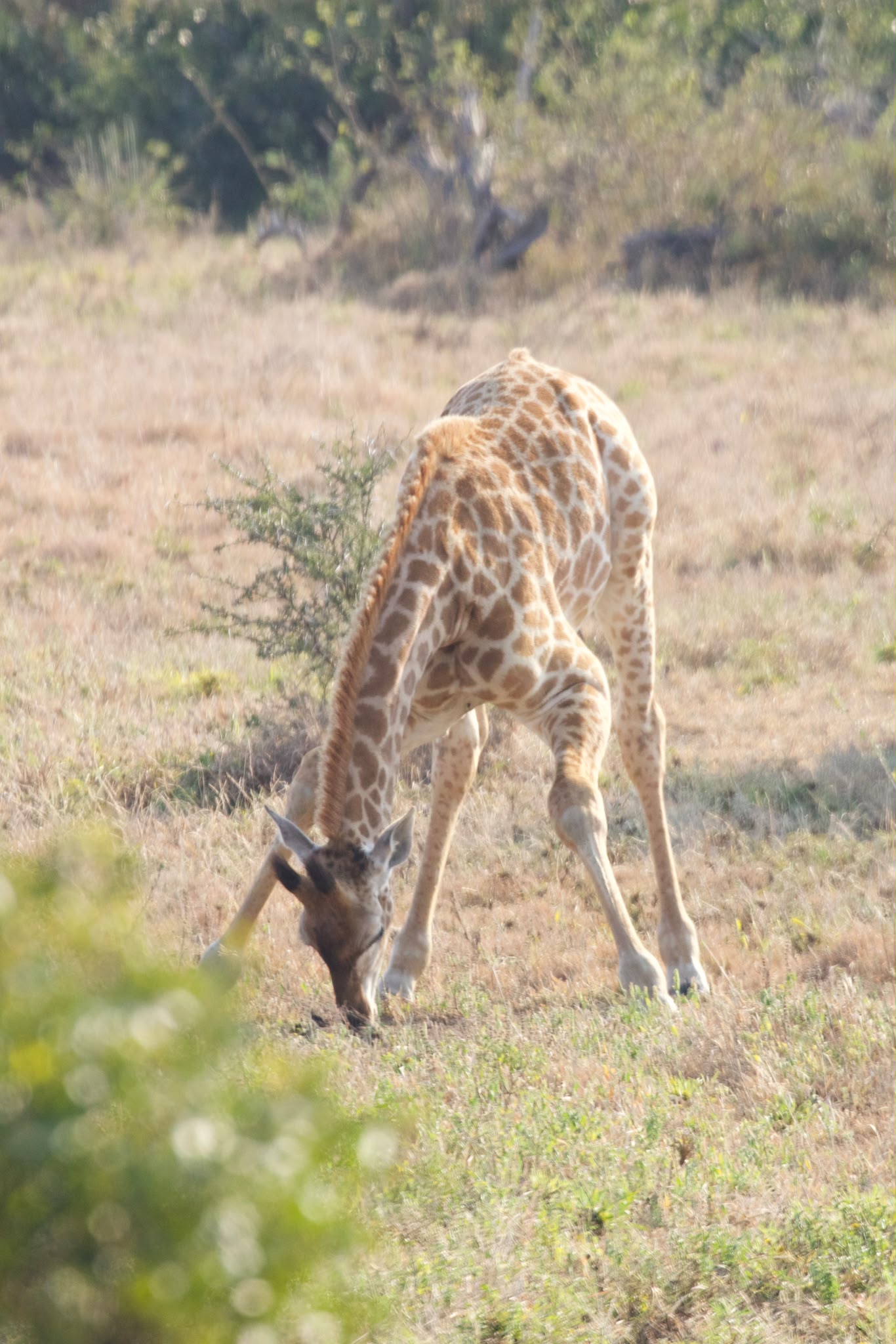 Baby giraffe grazing in the bush - Shaan Purohit