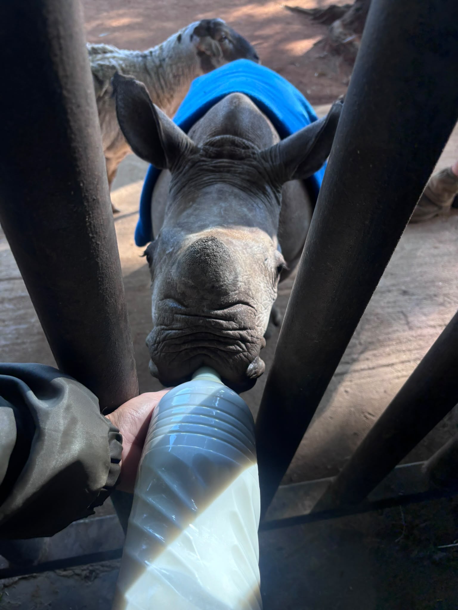 Baby rhino being bottle fed through a gate at Golola - Casey Sims