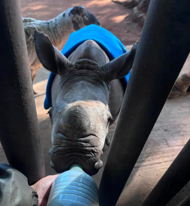 Baby rhino being bottle fed through a gate at Golola - Casey Sims