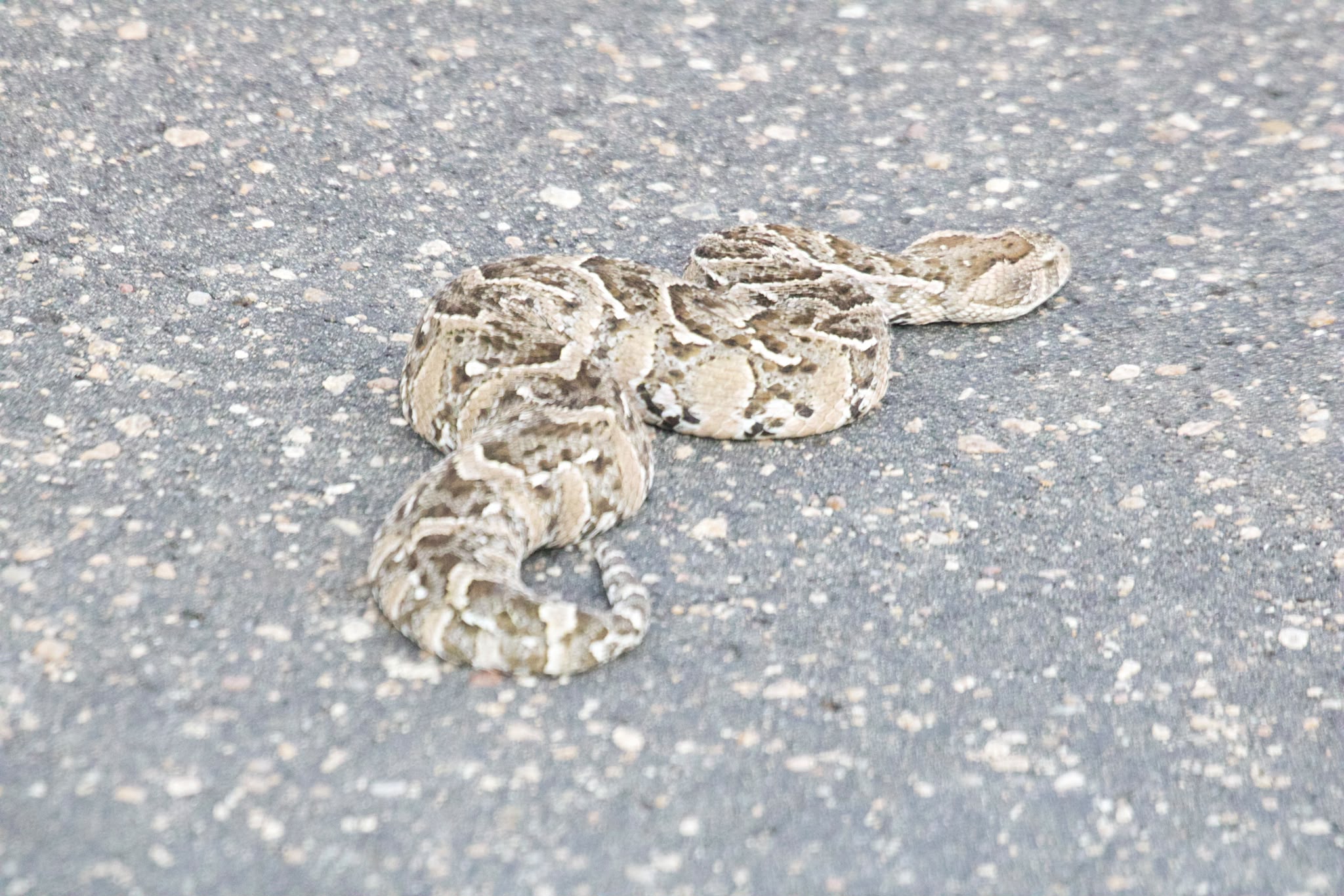 Snake on the ground - Shaan Purohit
