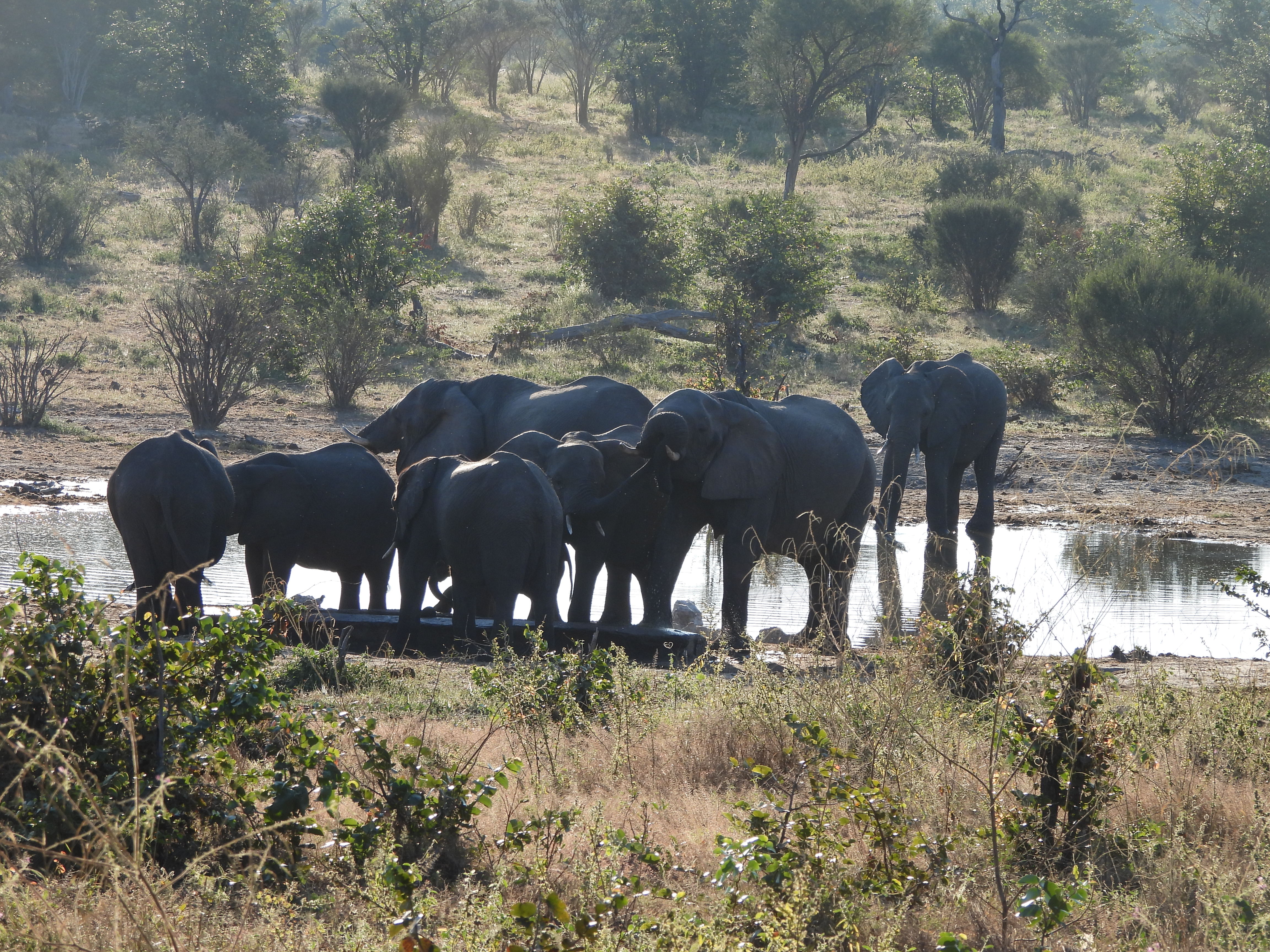 Elephant herd in the water on Okavango Wilderness Project - Charles Pfeifer