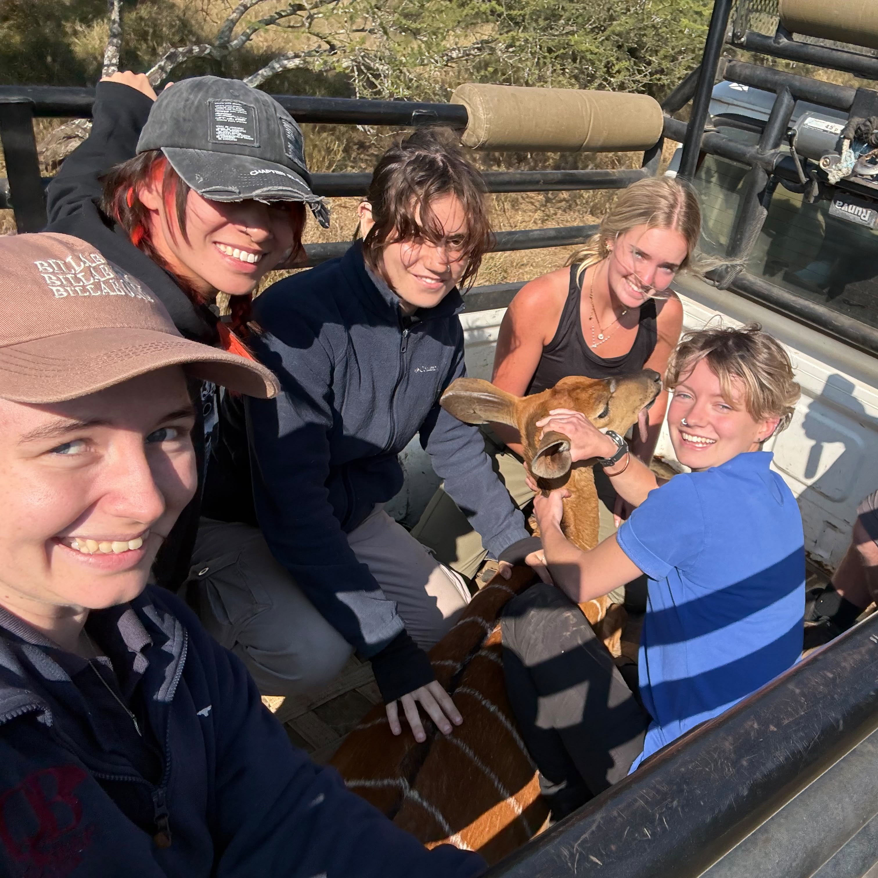 Group of volunteers helping the transport of a sedated antelope - Samantha Collett