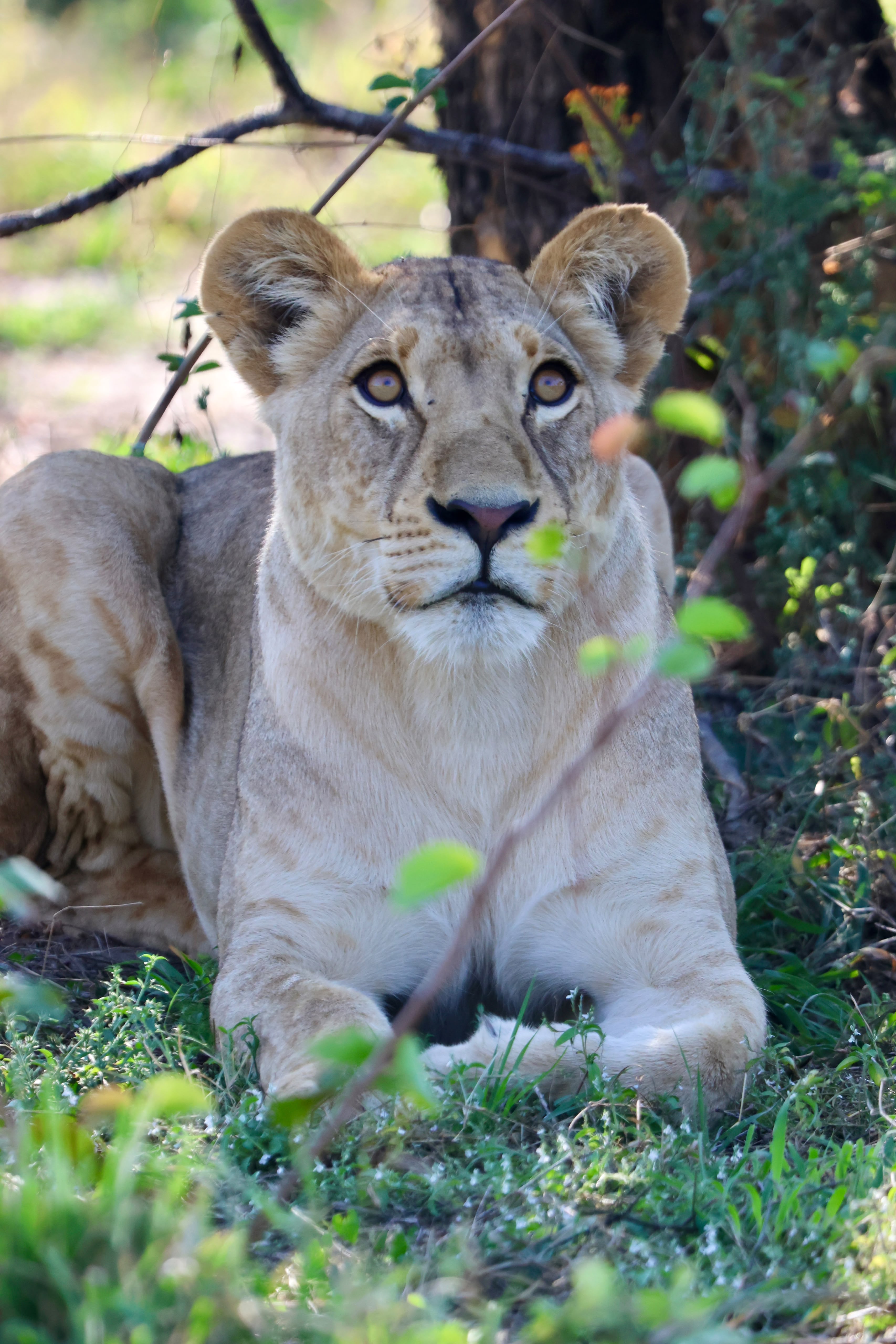 Giulia Polvara - Lioness resting in the bush