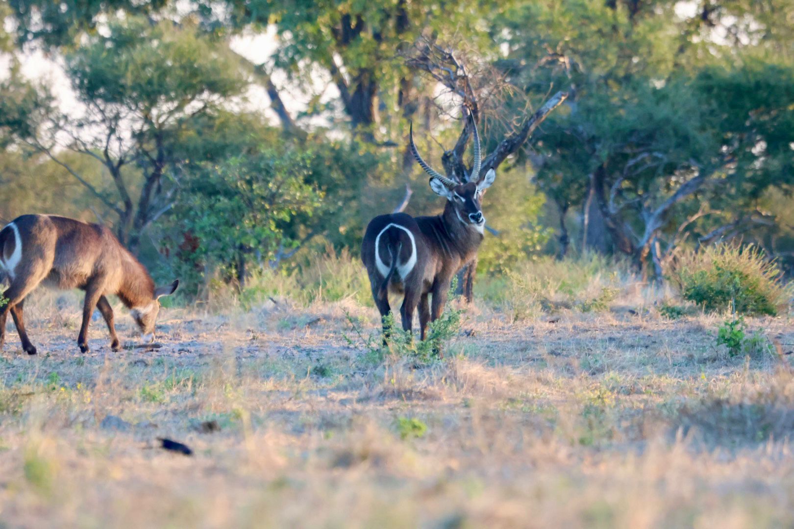 Giulia Polvara - Waterbuck antelope species in the Okavango