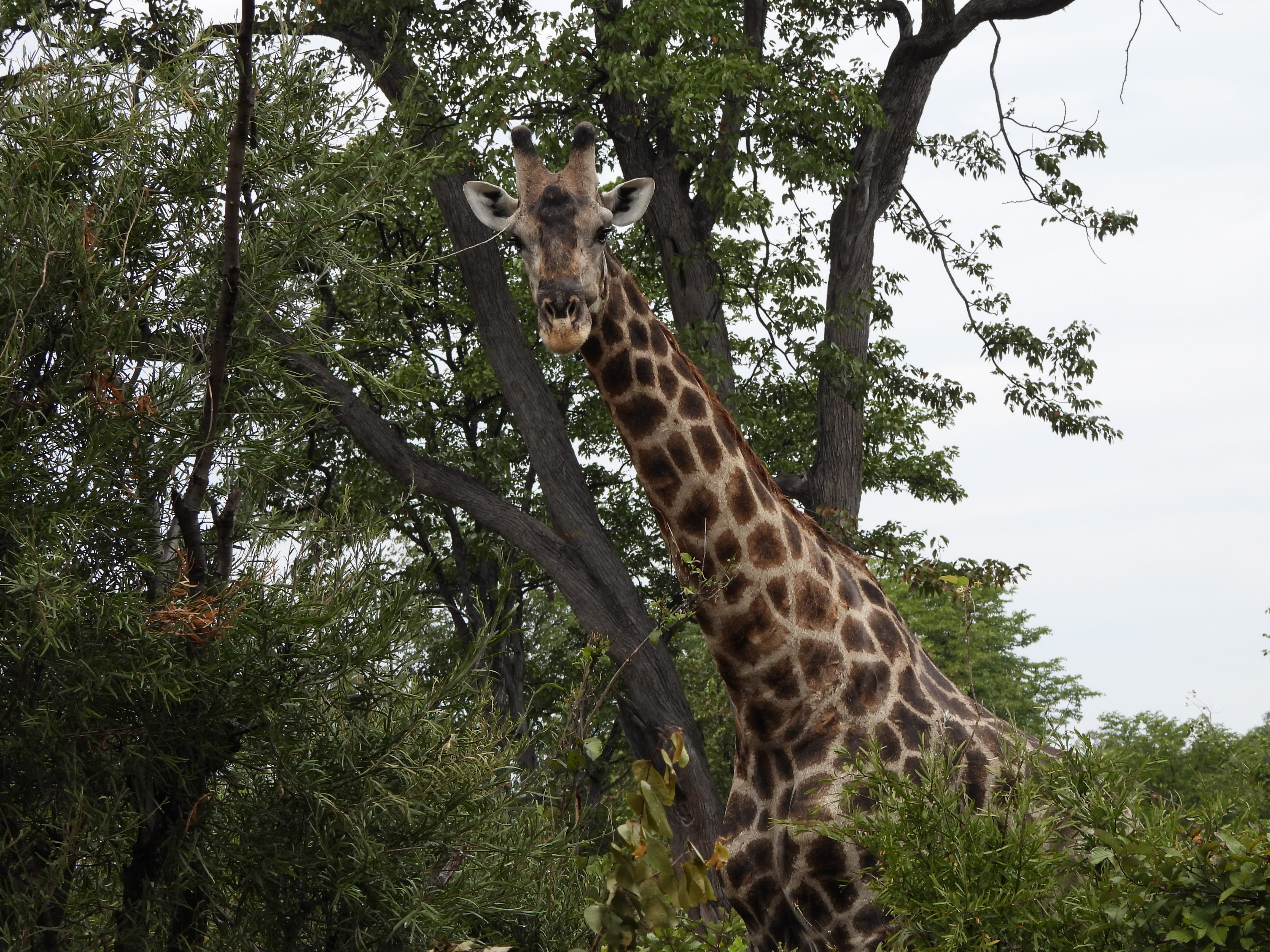 Giraffe in the bush on Okavango Wilderness Project - Charles Pfeifer