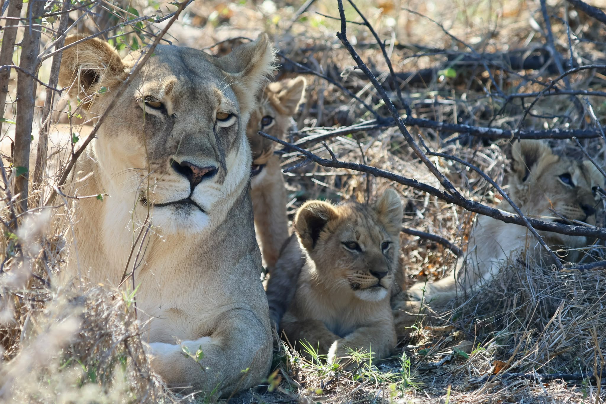 Giulia Polvara - Lioness and lion cub in the Okavango bush