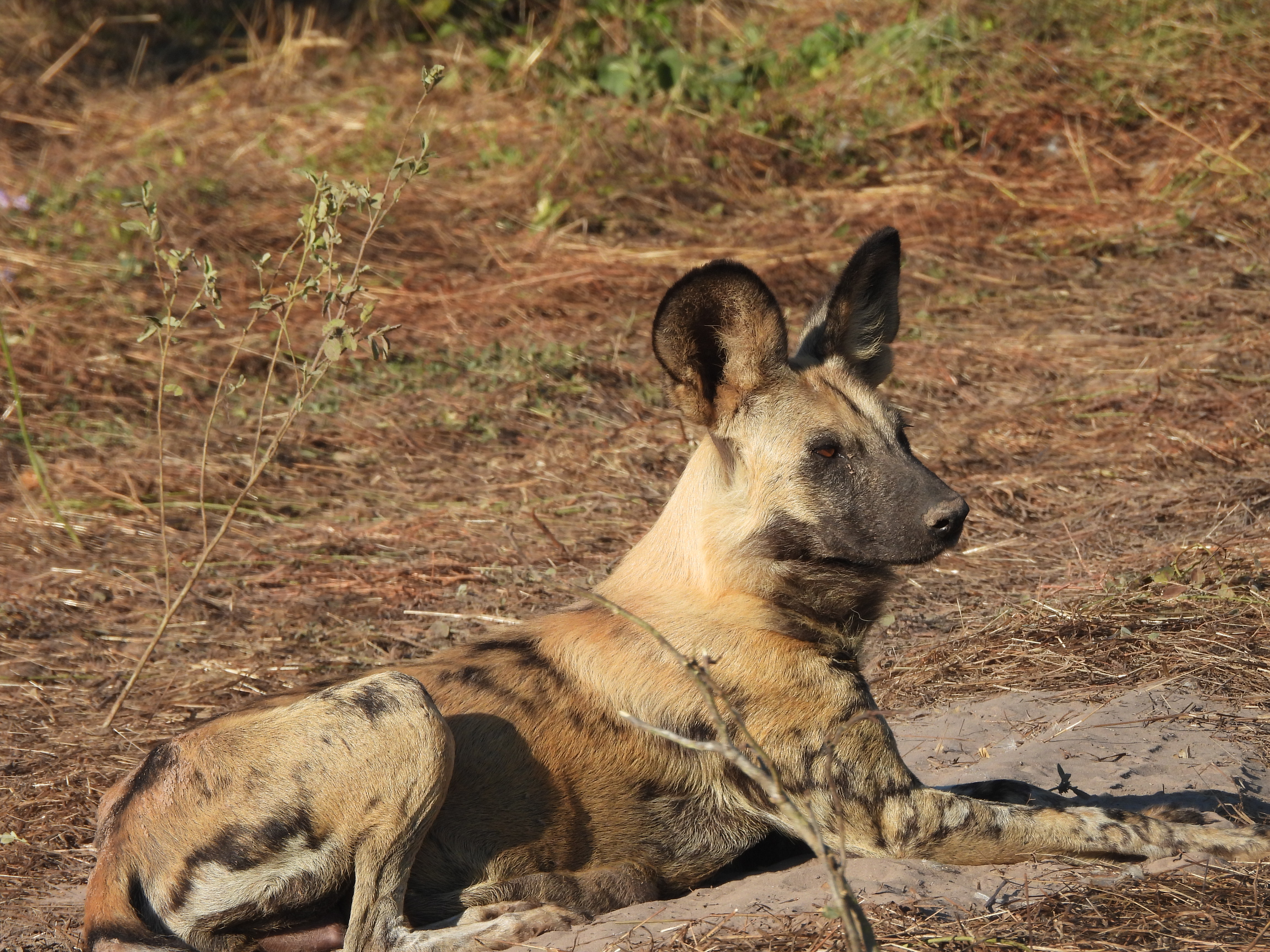 Closeup of a resting Wild Dog in the Okavango - Charles Pfeifer