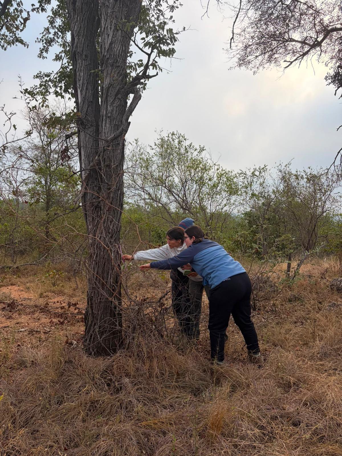 Elephant impact assessment