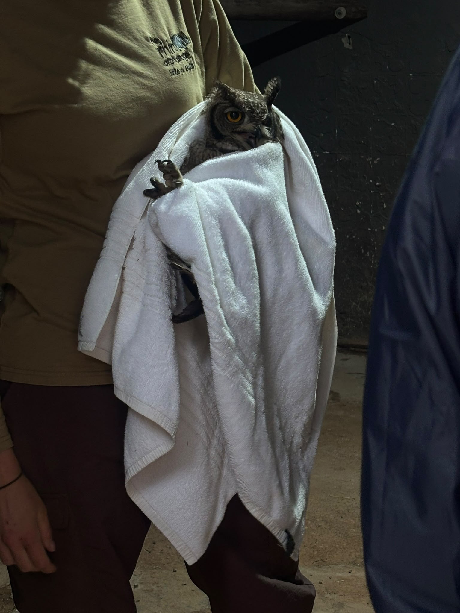 Owl being cared for at Golola Rhino Orphanage - Casey Sims