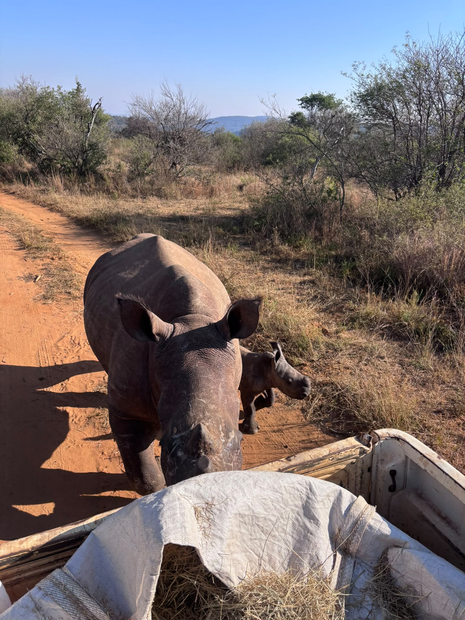 Mother and calf rhino being fed supplementary food from truck on reserve at Golola Rhino Orphanage - Casey Sims