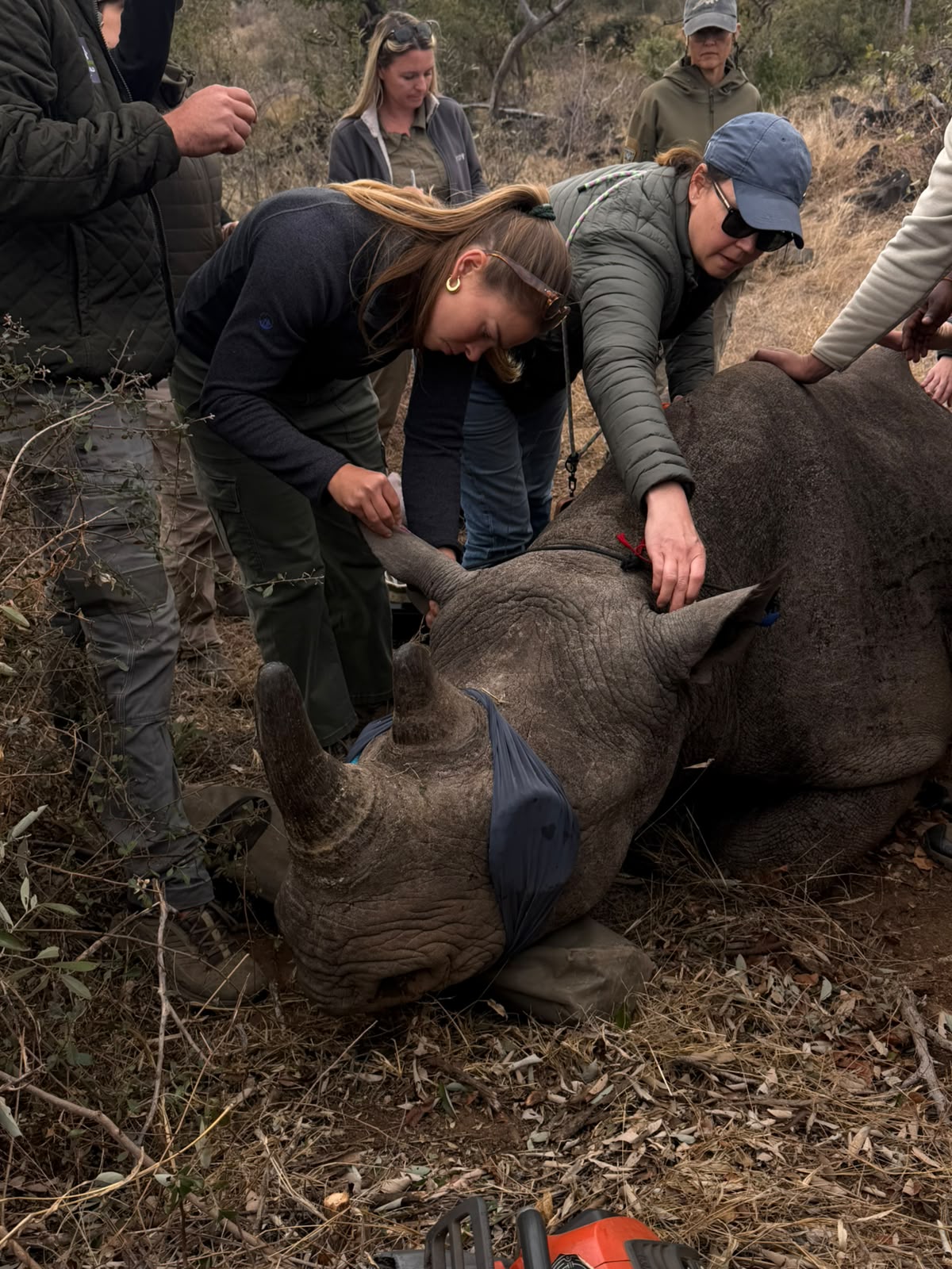 Rhino sedated for procedure on Vikela project - Kacey Connolly