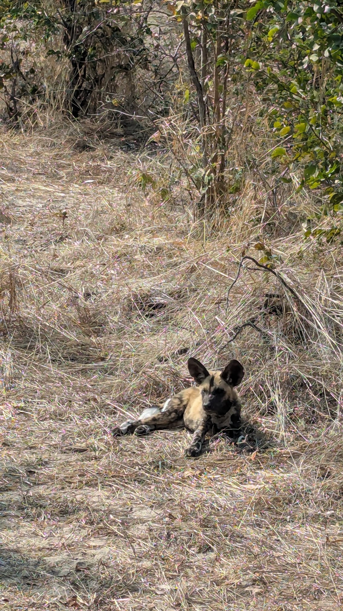 Wild dog posing
