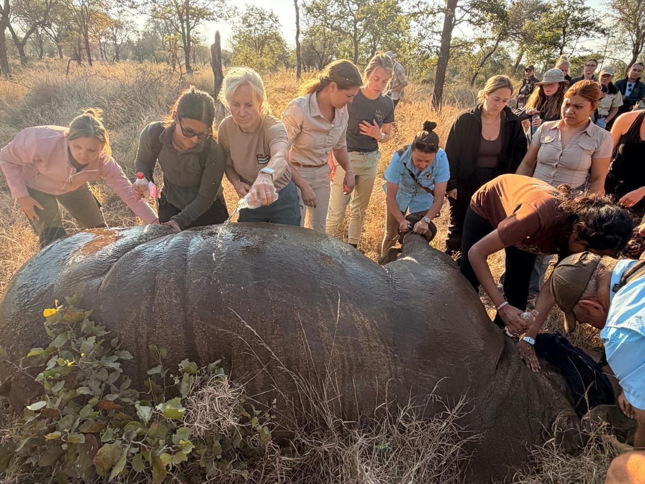 Christine Kay Davis - Volunteers cooling down and monitoring a sedated rhino