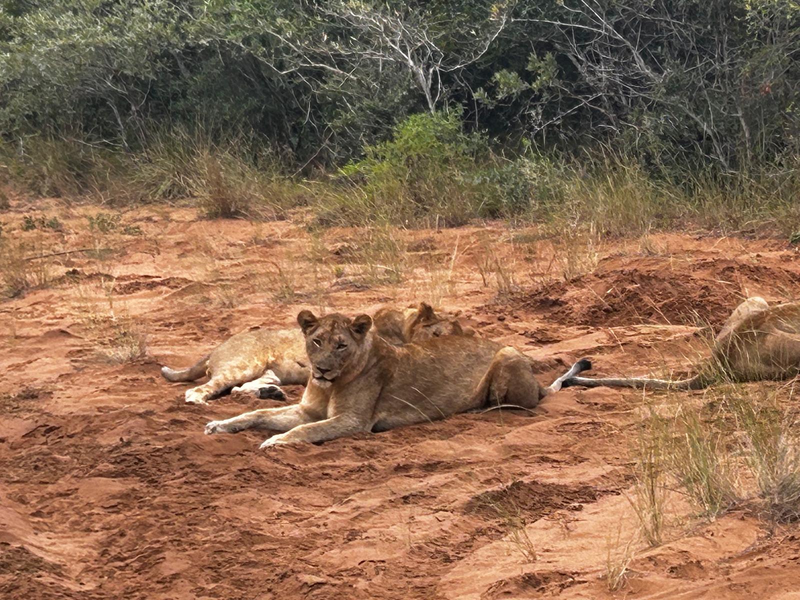 Lions resting in the bank
