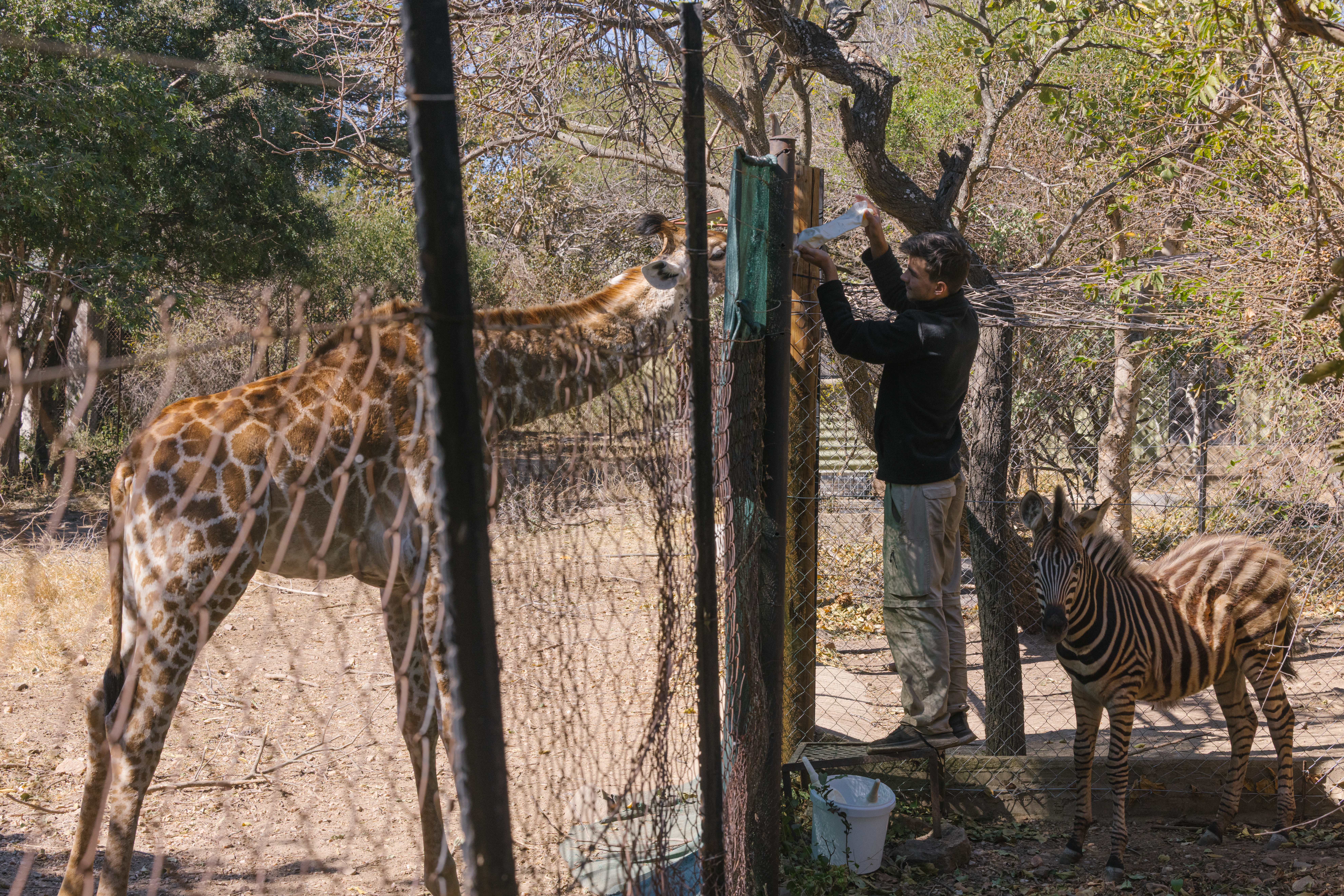 GVI cancellation: volunteer feeding a giraffe through the fence 