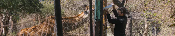 GVI cancellation: volunteer feeding a giraffe through the fence