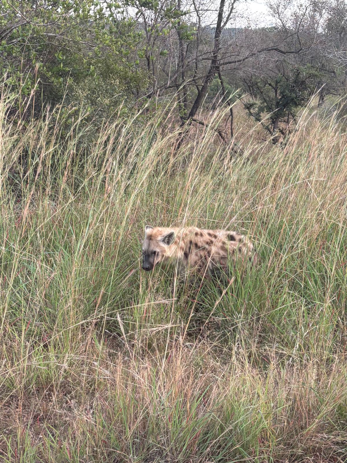 Hyena spotted in a field