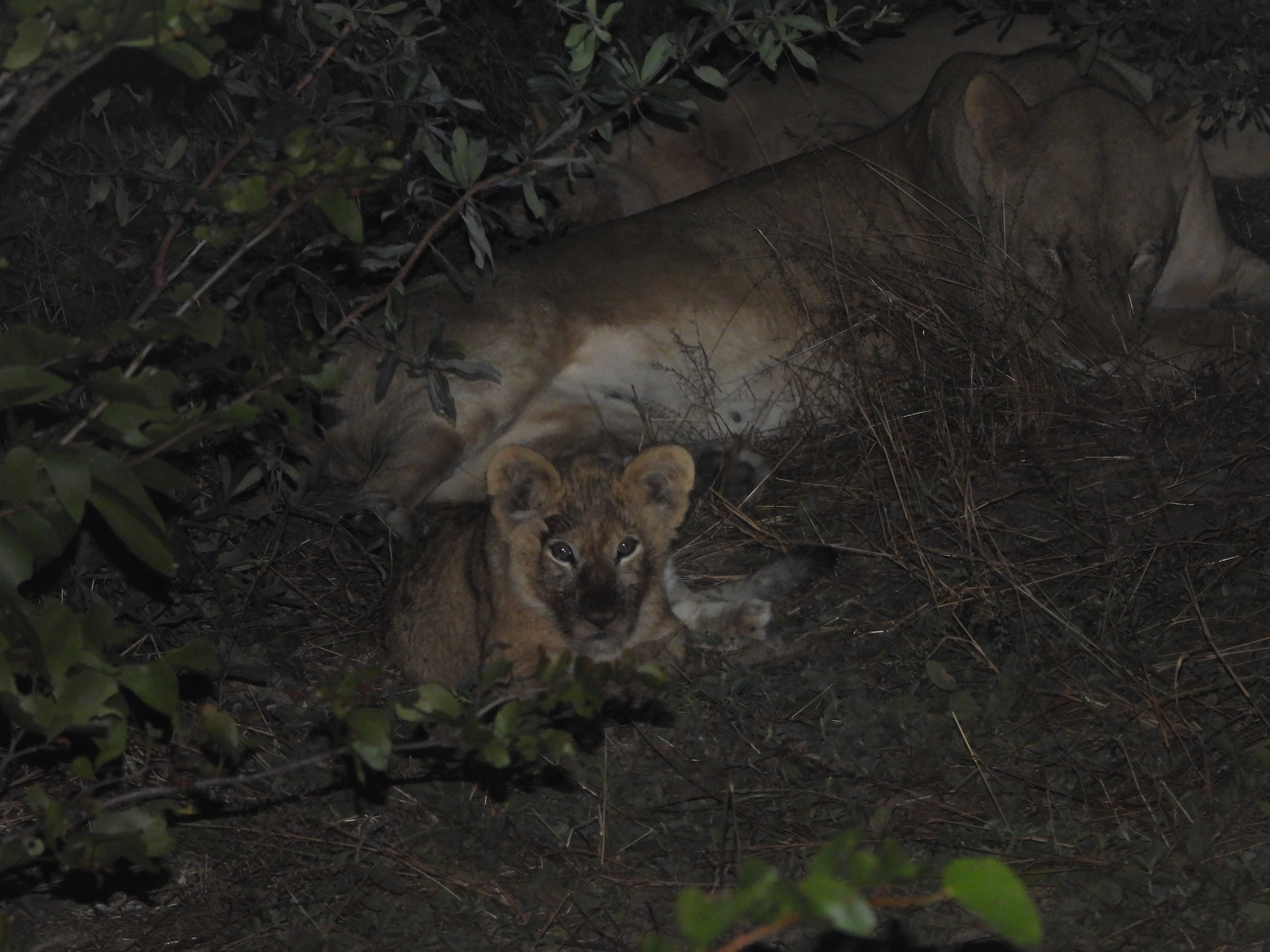 Lion cub next to adult lions on a night drive on the Okavango Wilderness Project - Charles Pfeifer