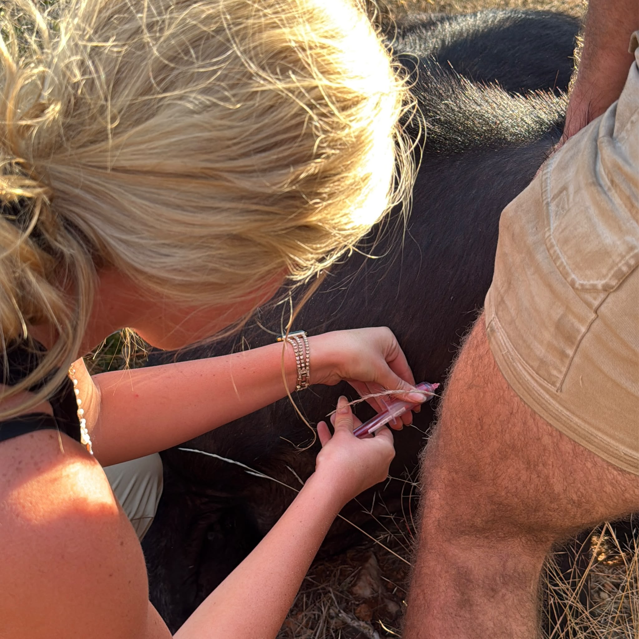 Samantha Collett injecting a buffalo on the Veterinary Expedition