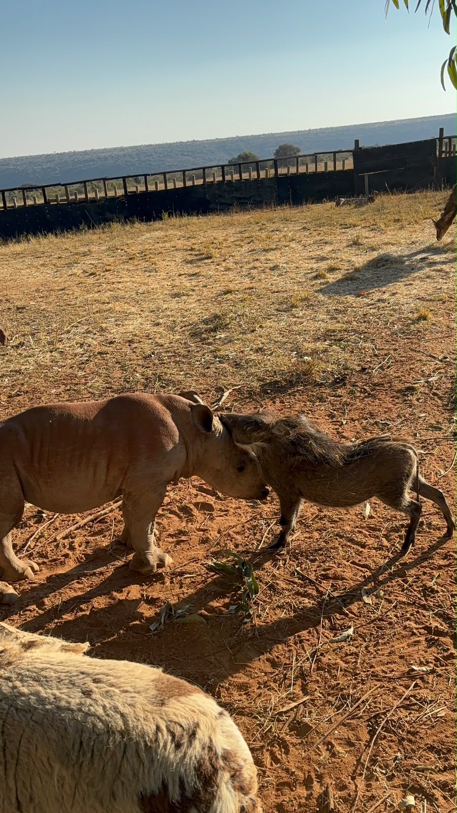 Baby rhino and warthog at Golola Rhino Orphanage - Hanna Wenngren