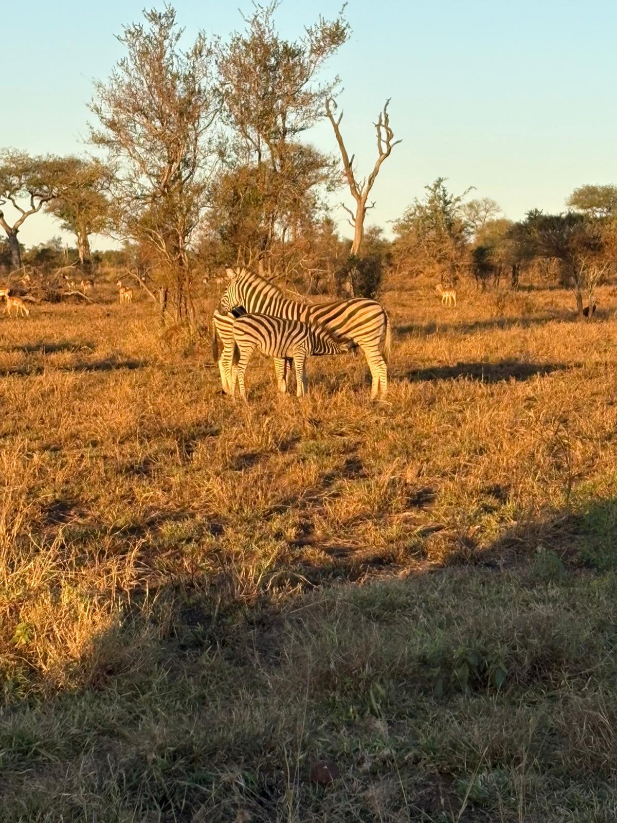 Veterinary Blouberg Zebra