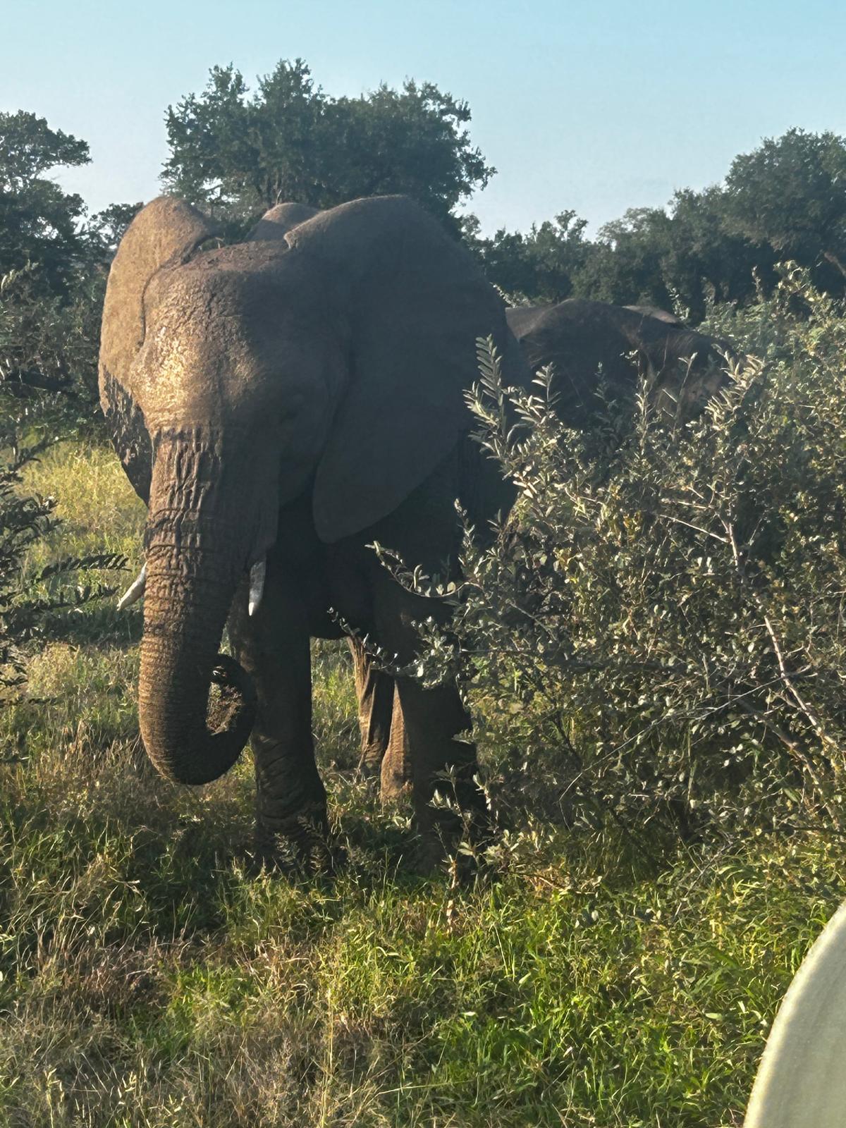 Elephant Closeup