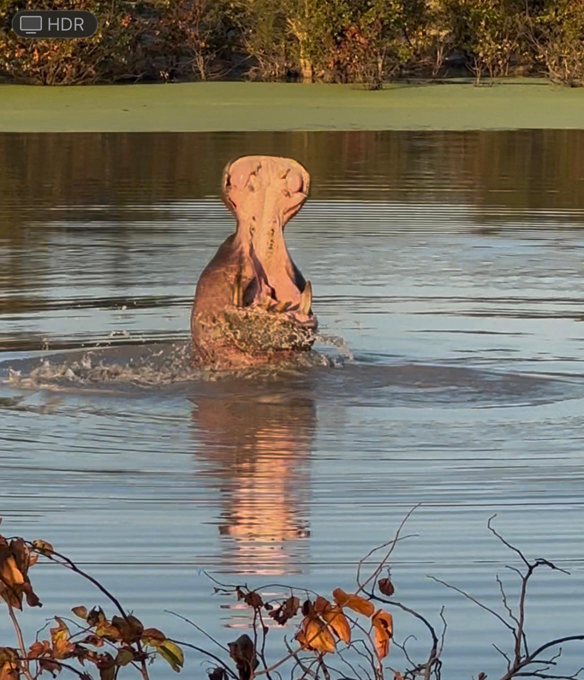 Vittoria Trainer - Hippo in the water on the Okavango project