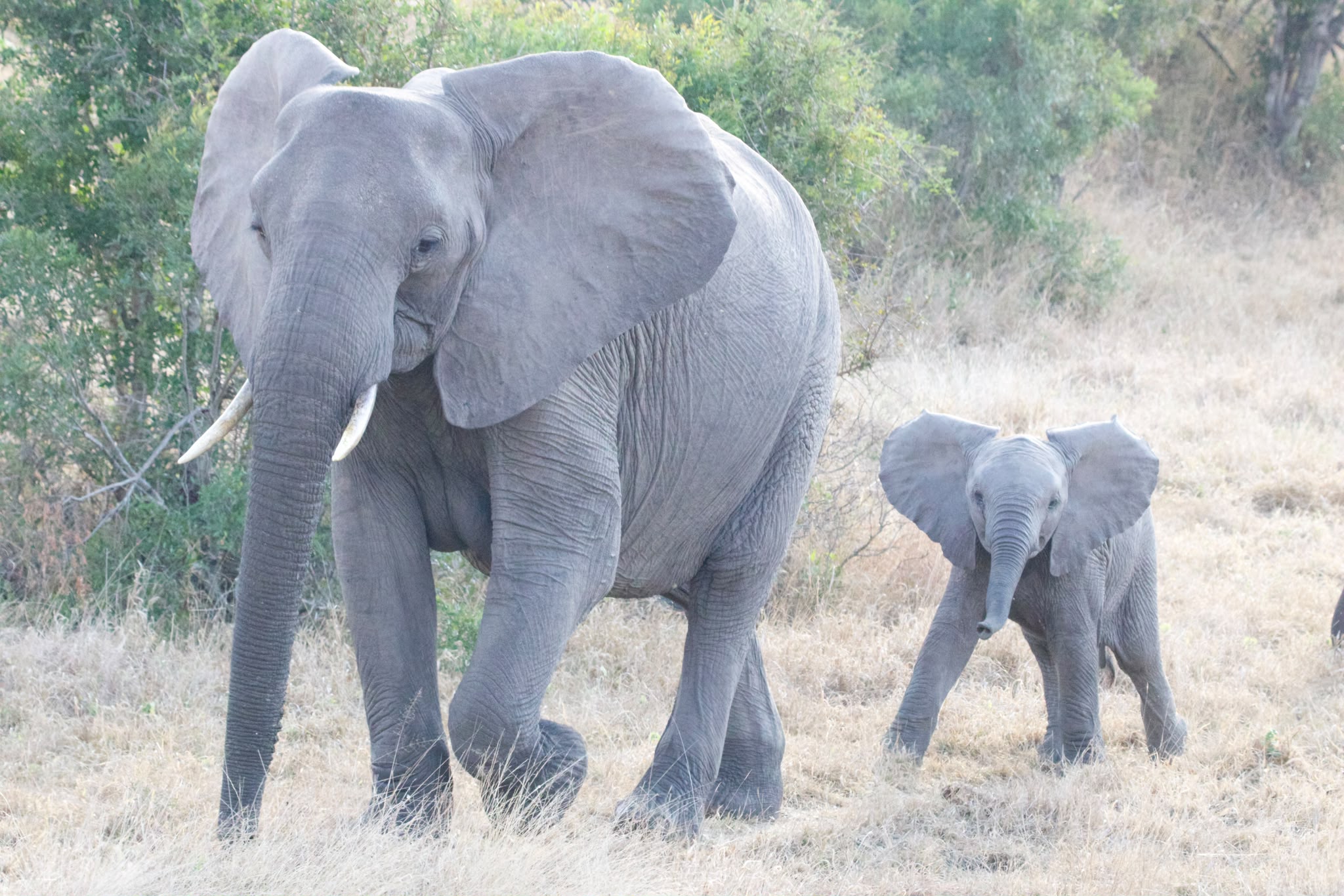 Elephant and baby walking through the bush - Shaan Purohit