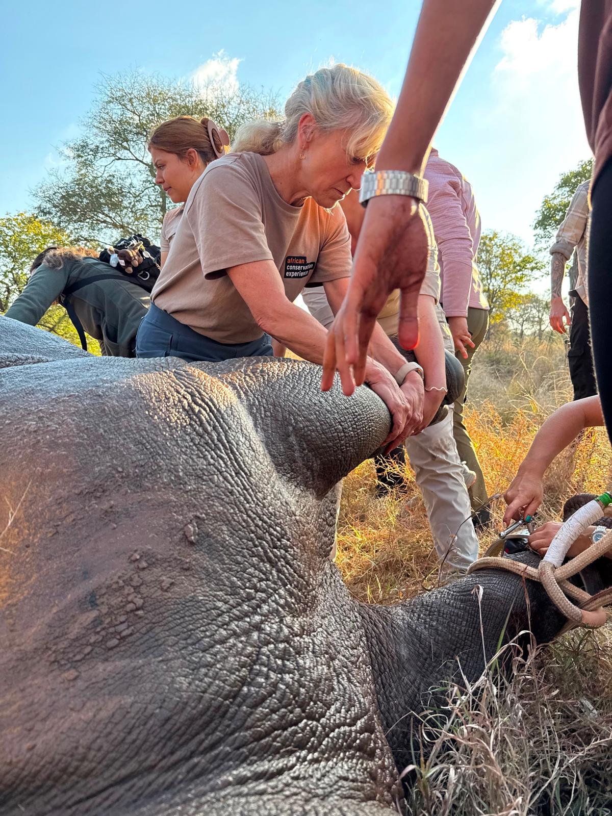 Christine Kay Davis - Volunteer holding a sedated rhino leg whilst it undergoes a procedure