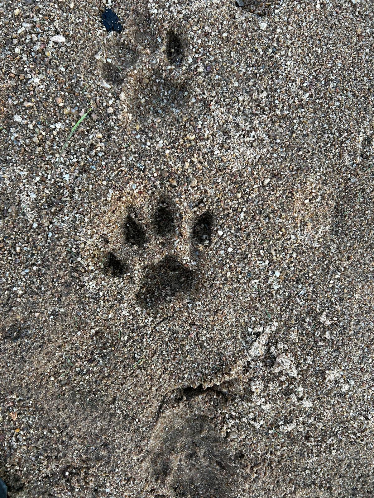 Tracking footprints in the bush