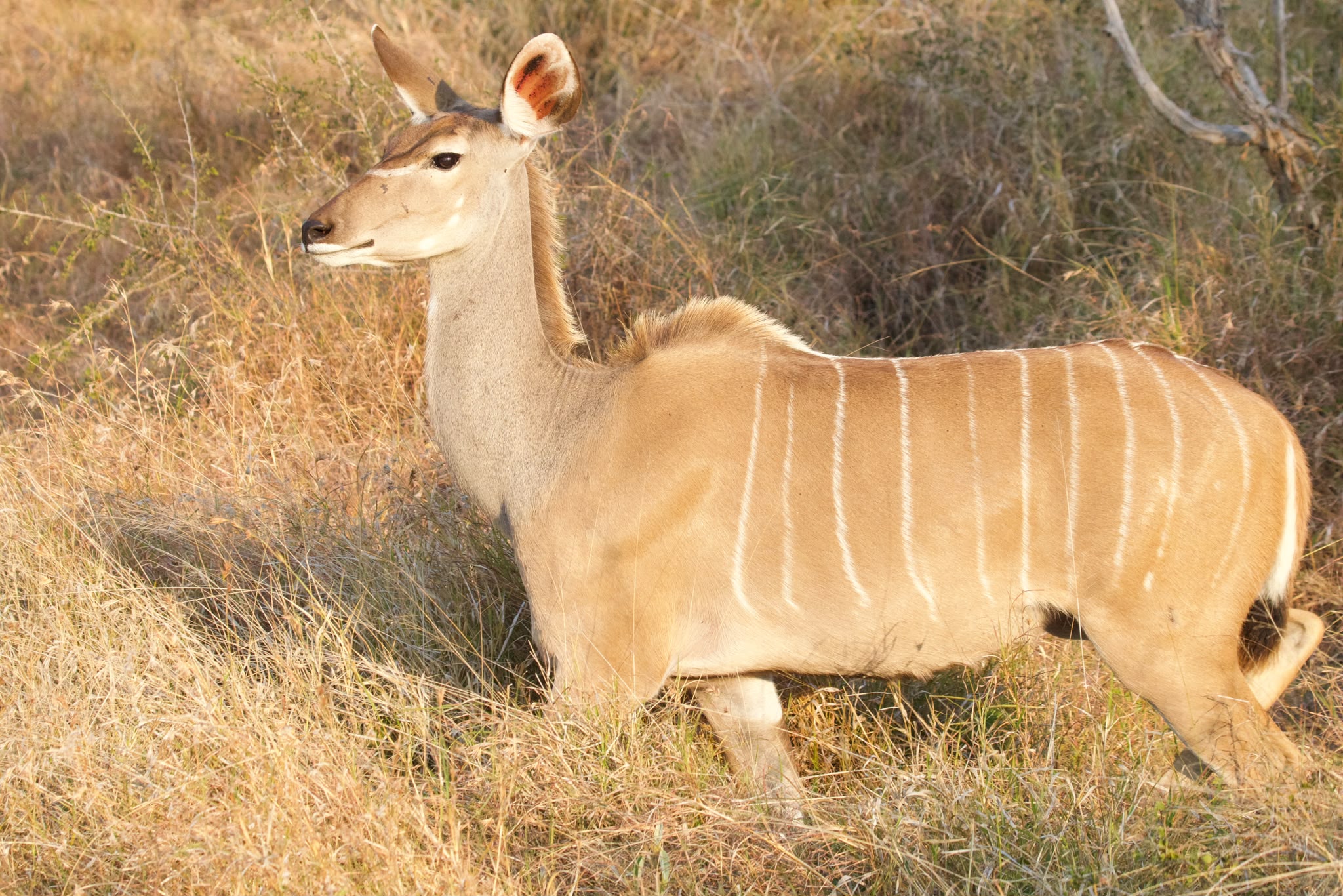 Kudu antelope in the bush - Shaan Purohit