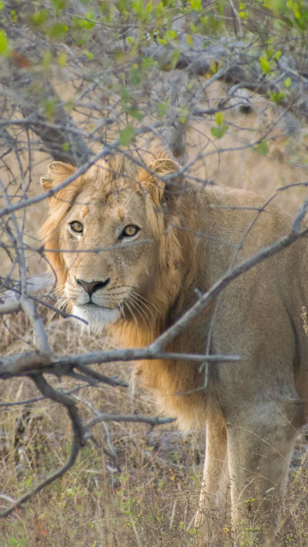 Lion carnivore monitoring sighting

