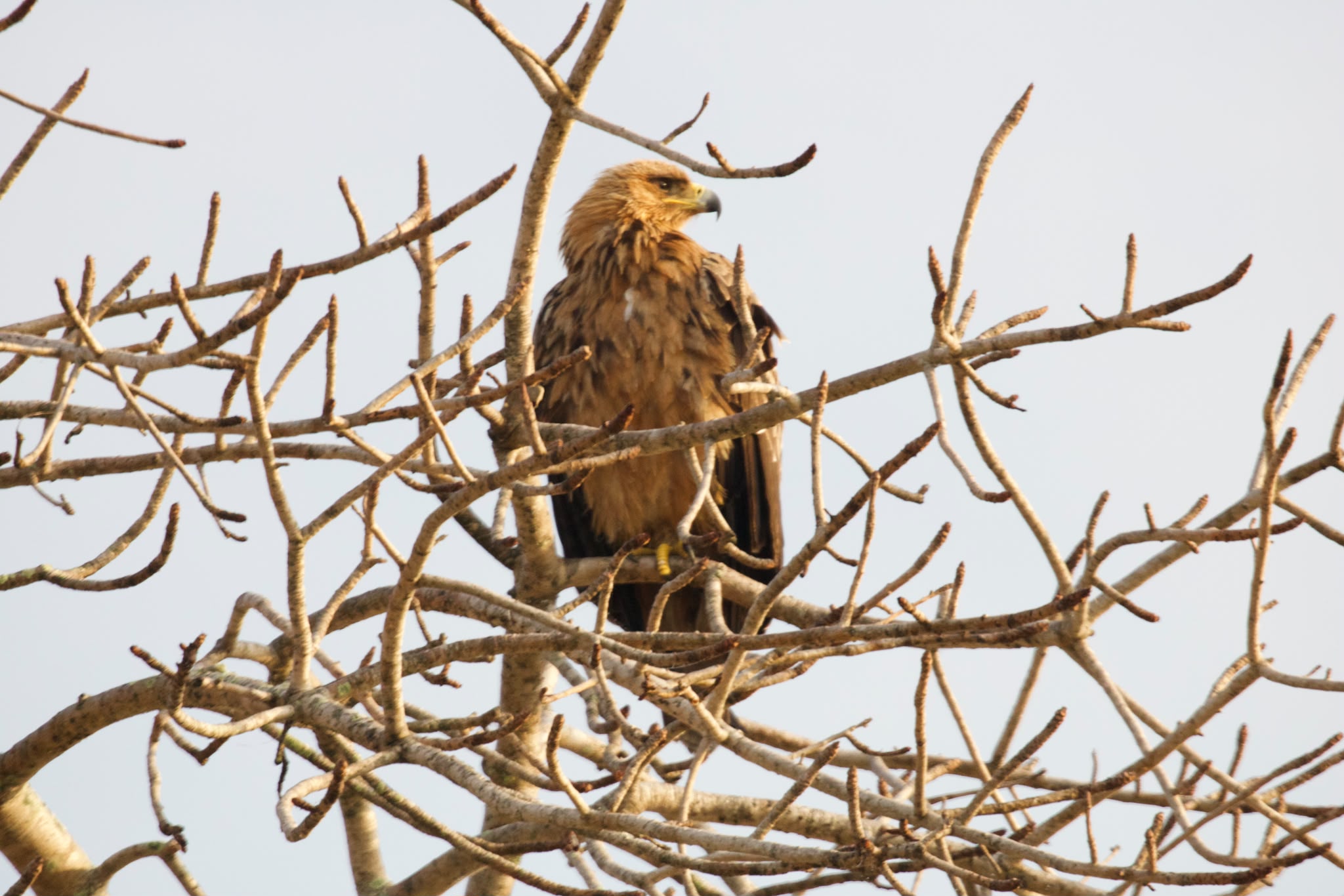 Eagle resting on tree branch - Shaan Purohit